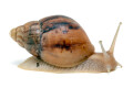 Lissachatina immaculata panthera Madagascar juvenil